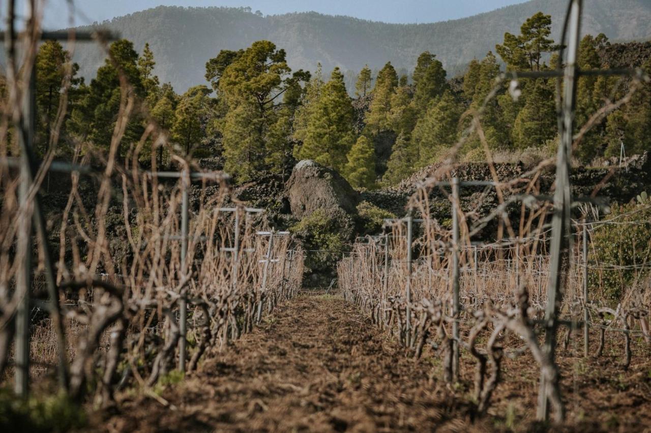 Finca Ecologica Ferrera. Alojamiento Rural. Arafo ภายนอก รูปภาพ